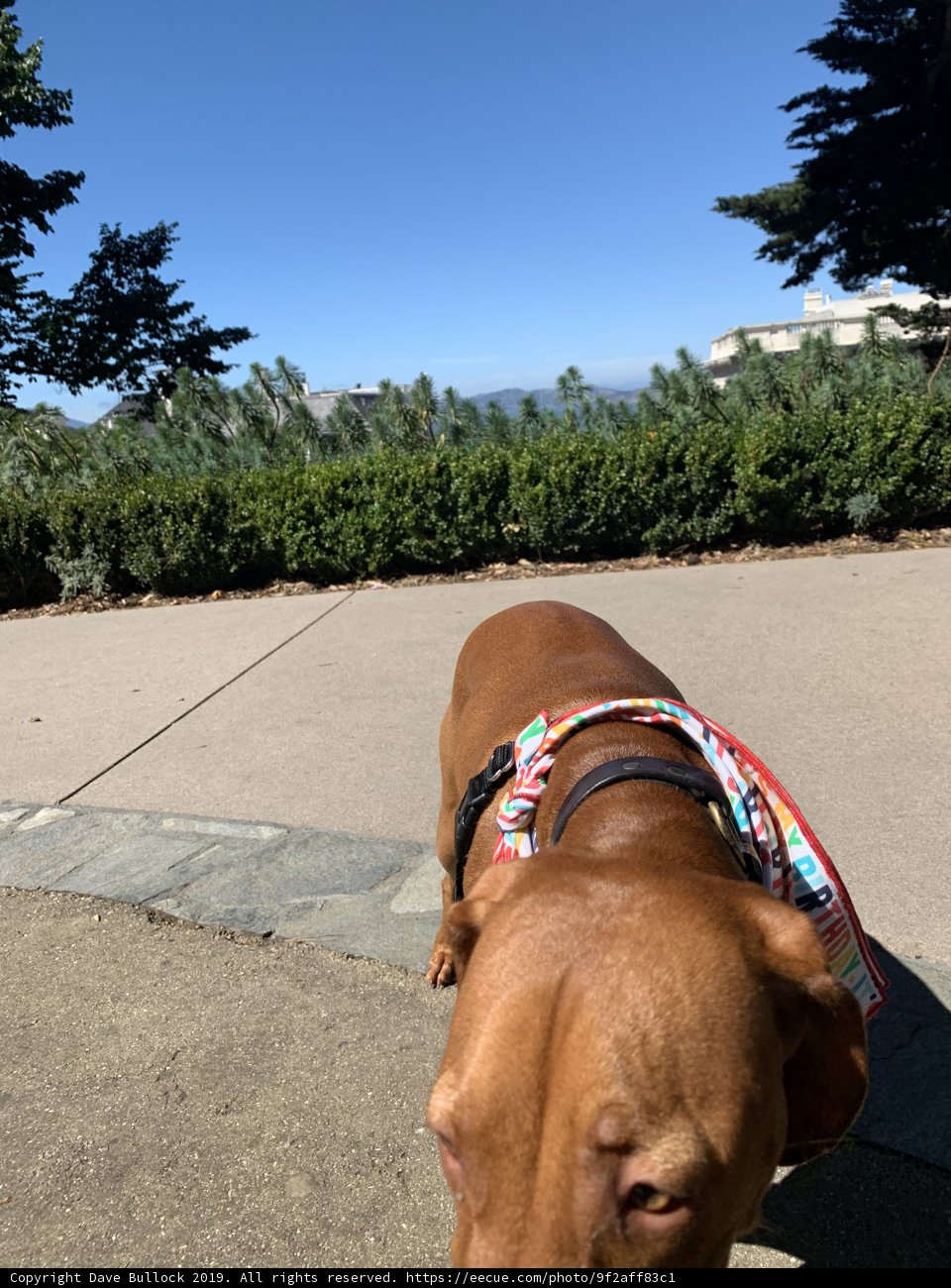 Colorful Bandana Fashion