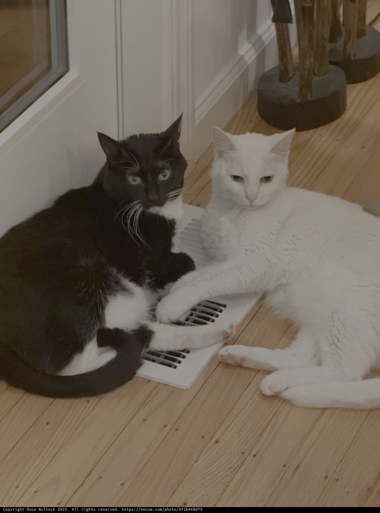 Two Cats Lounging on Heating Vent