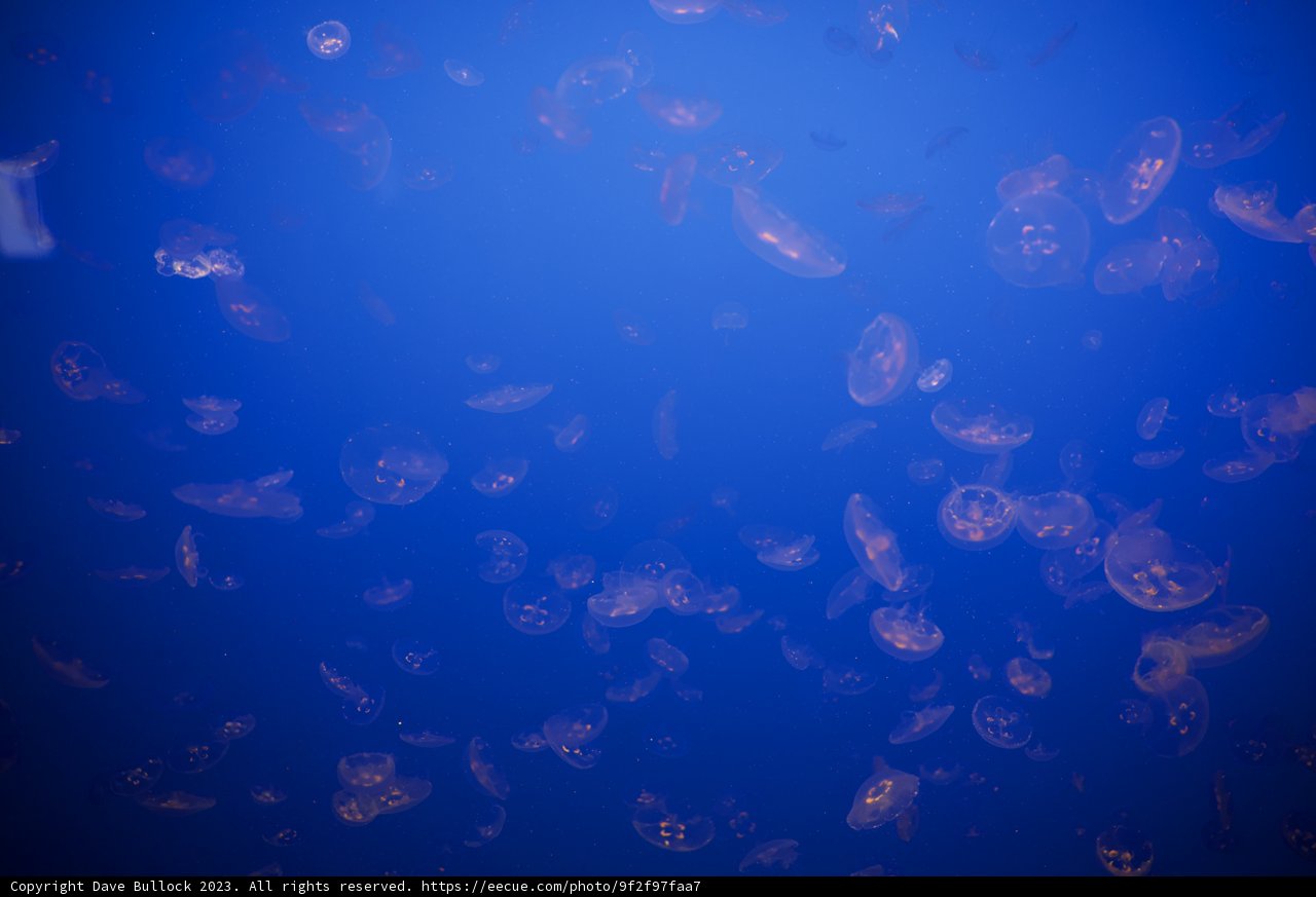Ocean Ballet: A Congregation of Jellyfish