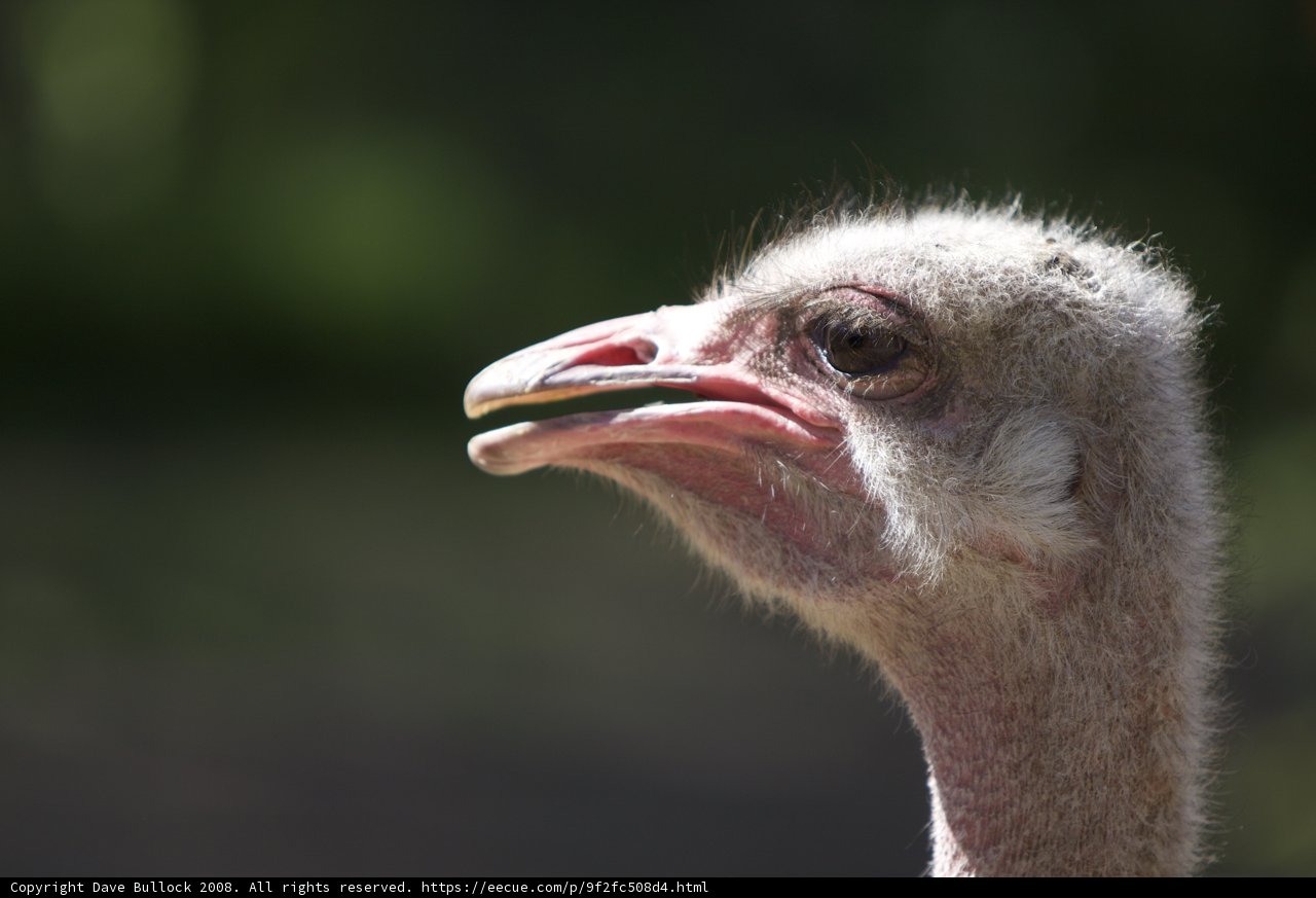 Majestic Ostrich Beak