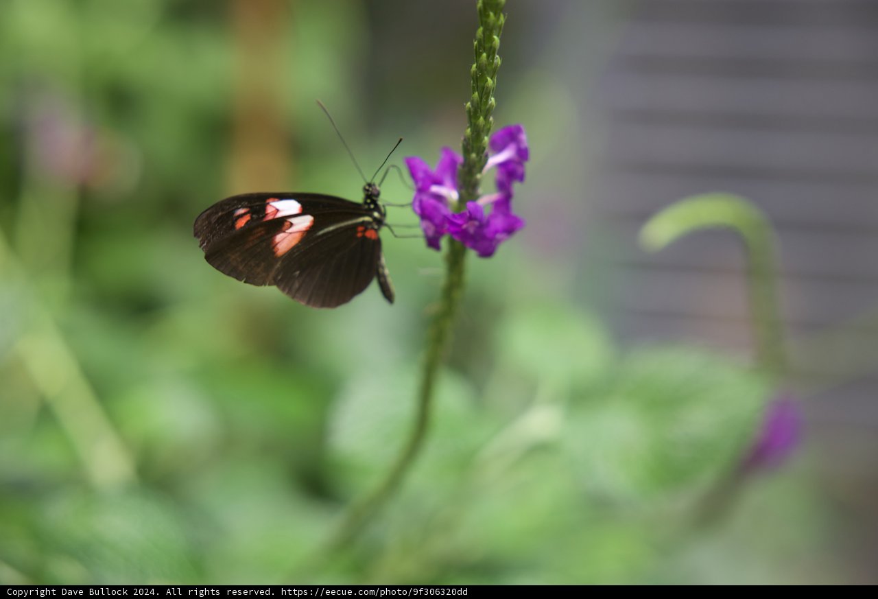 Majestic Butterfly Basking on a Purple Geranium