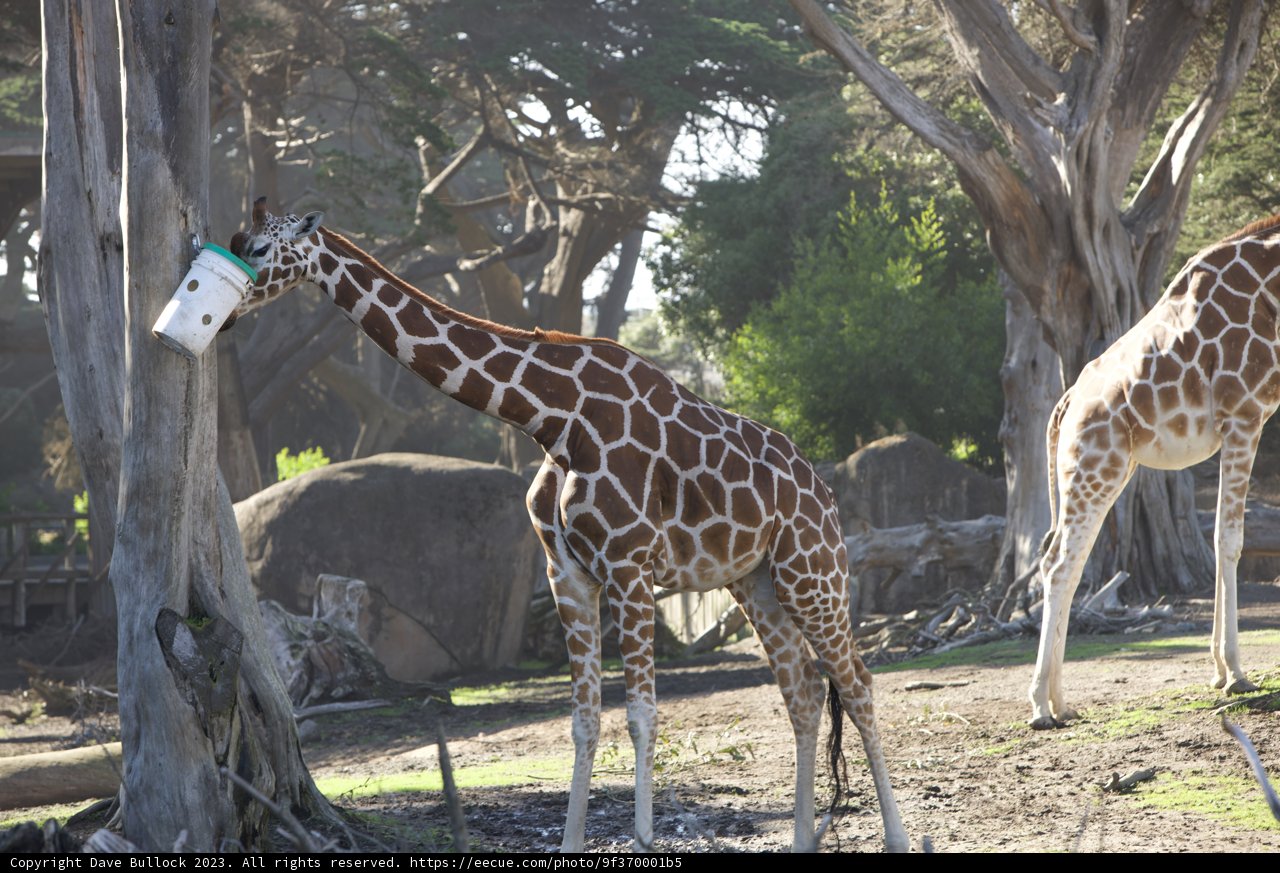 Serene Serenade of the Savanna
