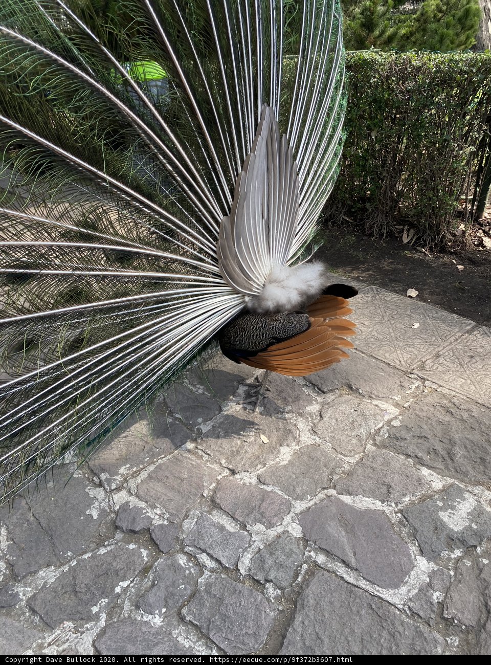 Majestic Peacock at Xochimilco
