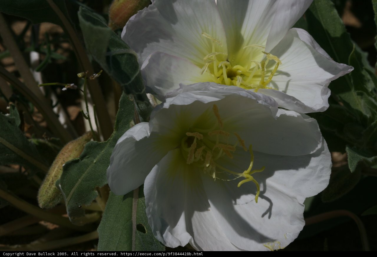 White Flowers with Vibrant Yellow Centers