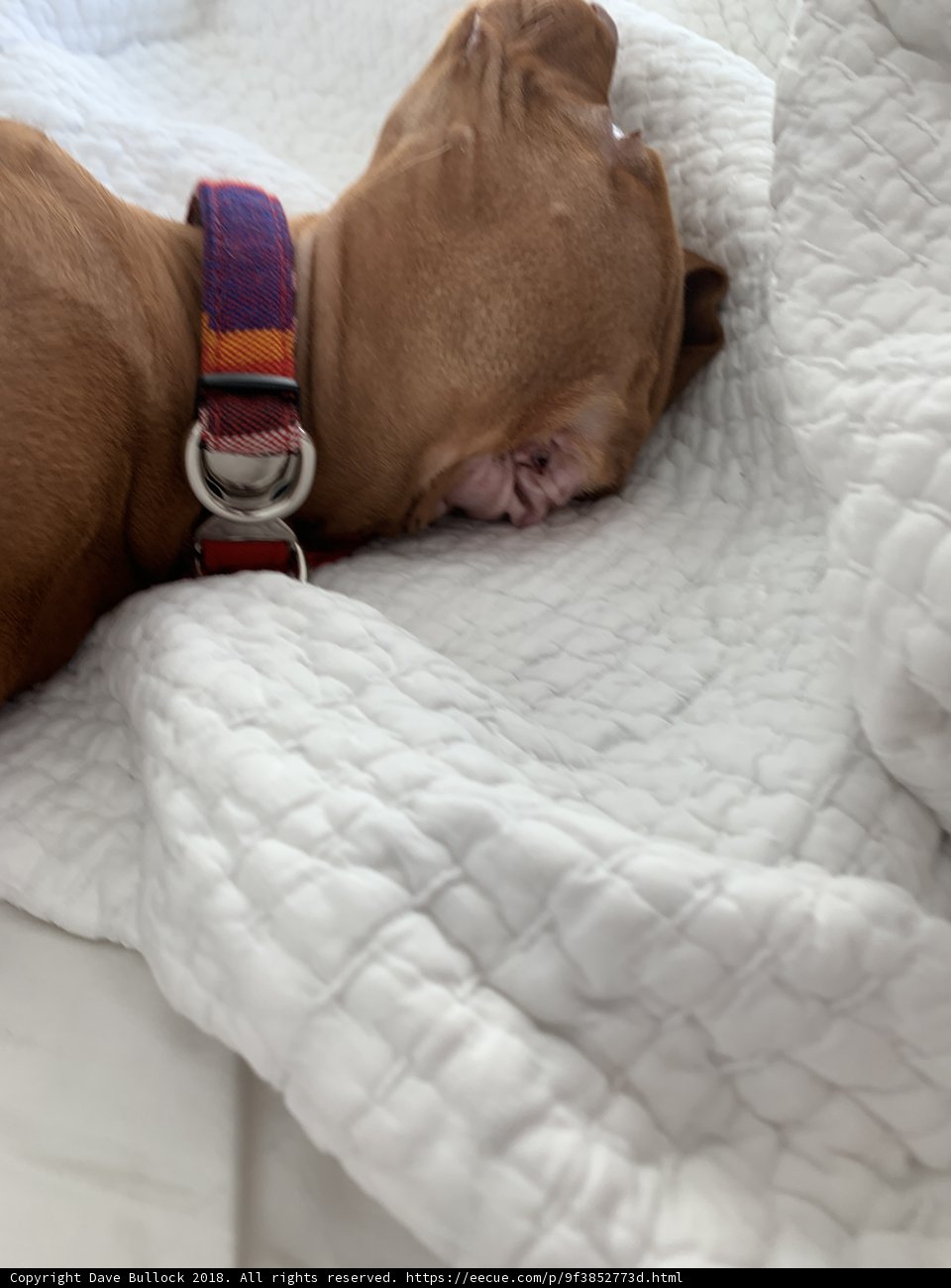 Cozy Bulldog