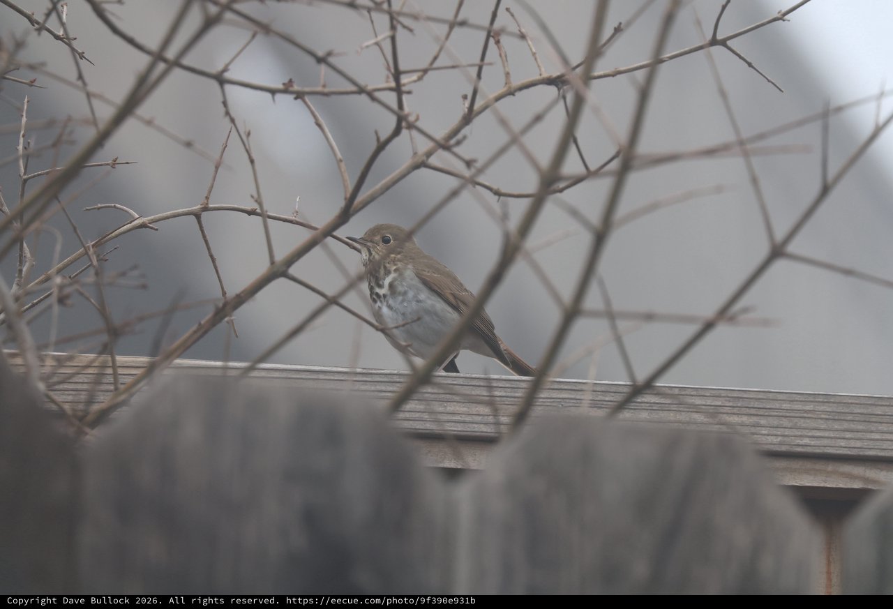 Hermit Thrush Perched Among Winter Thorns at Dusk