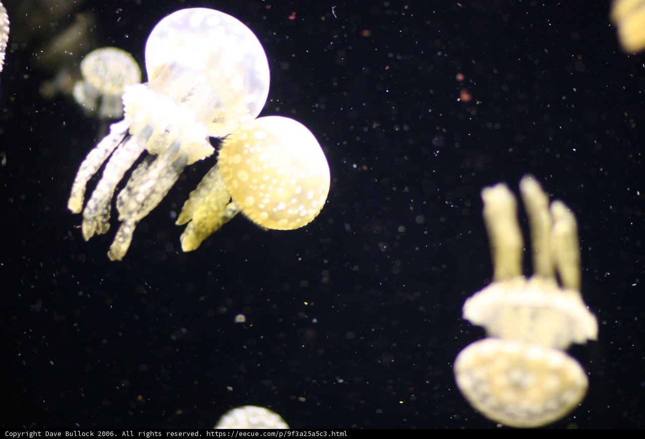 Graceful Jellyfish in their Natural Habitat