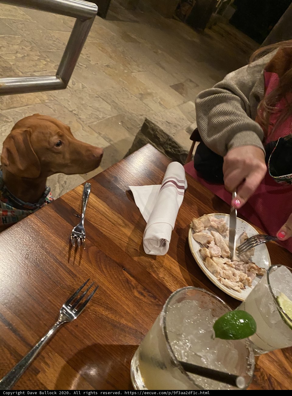 Canine Cuisine