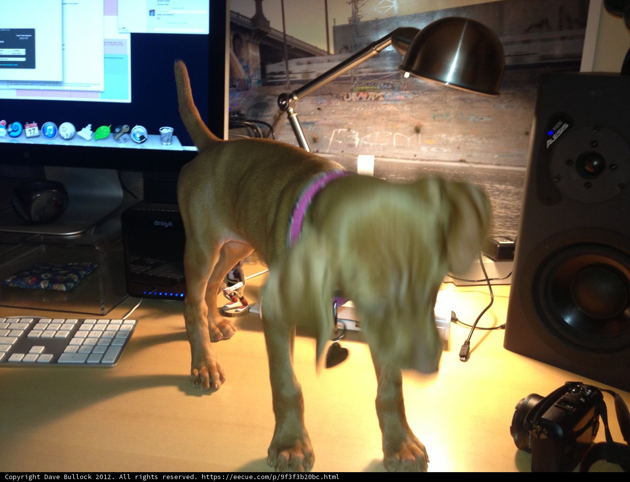 Desk Dog