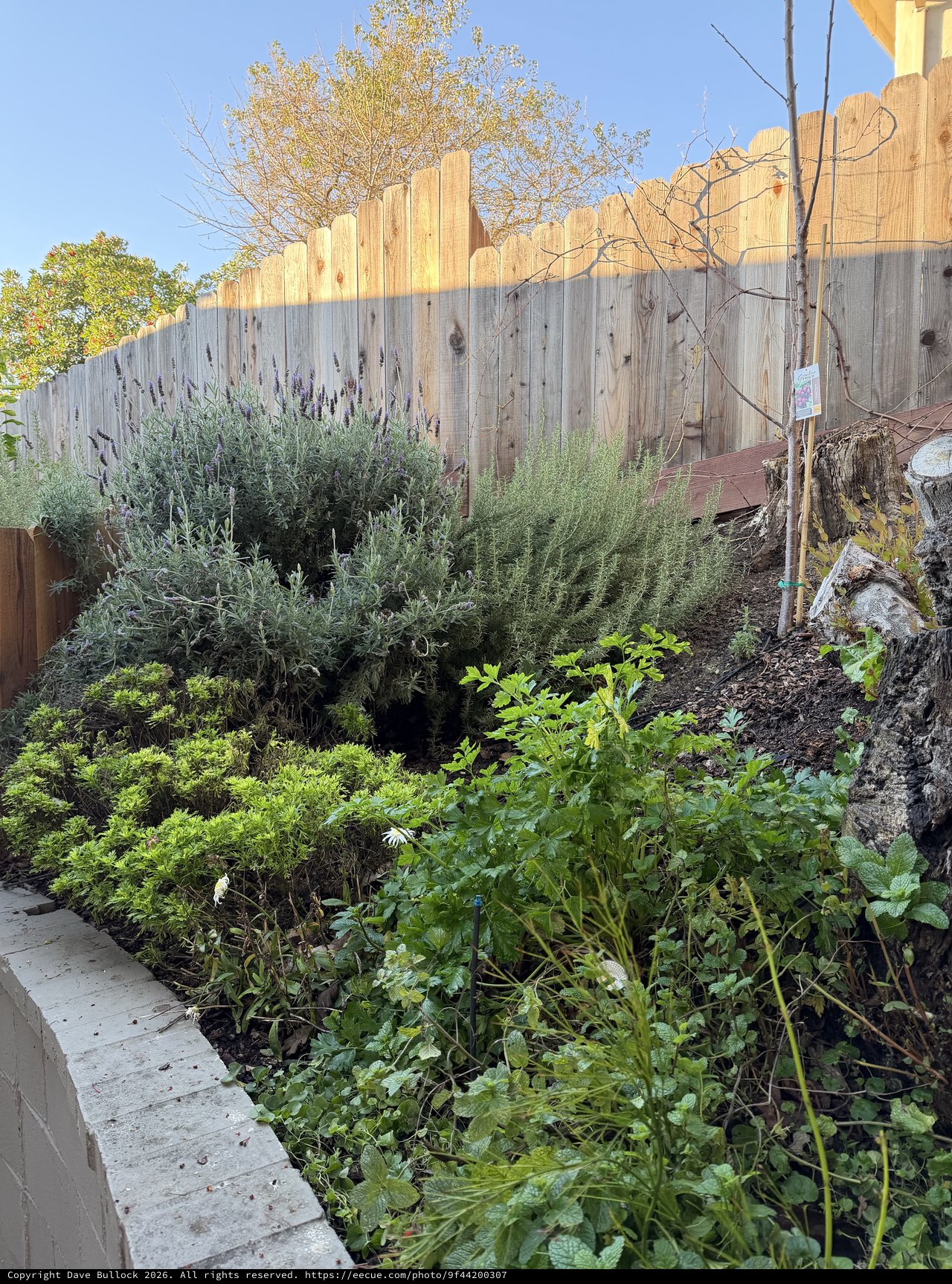 Backyard Garden with Weathered Wooden Fence and Plantings