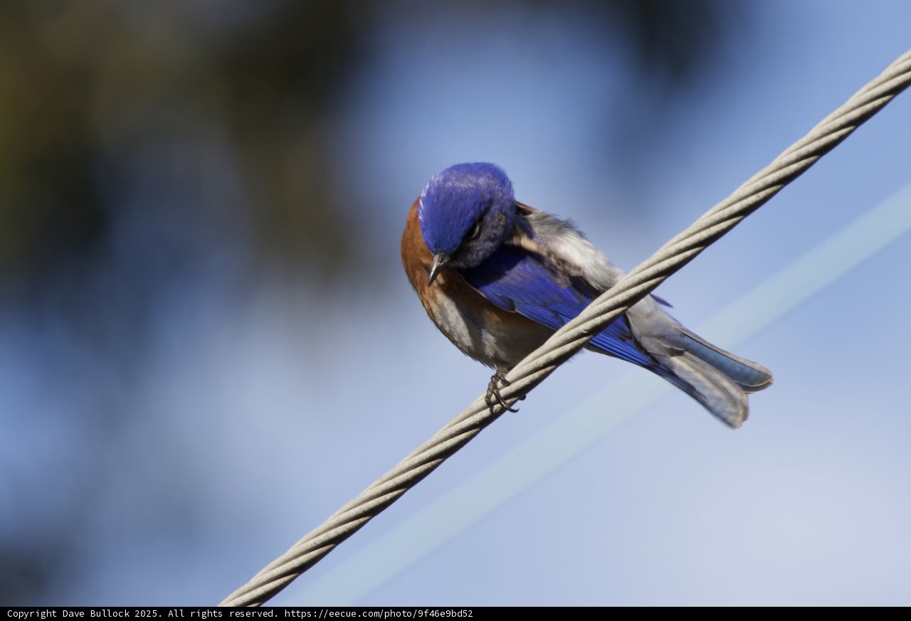 Perched Elegance
