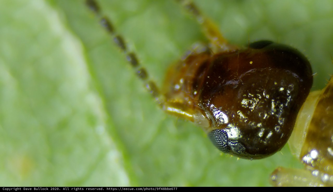 Extreme Macro Portrait of a Tiny Insect Head