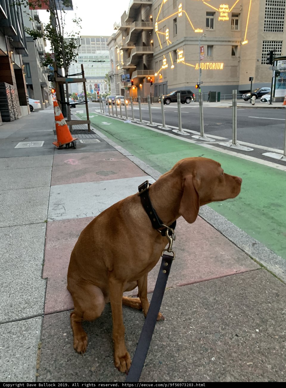 Pup Taking a Break
