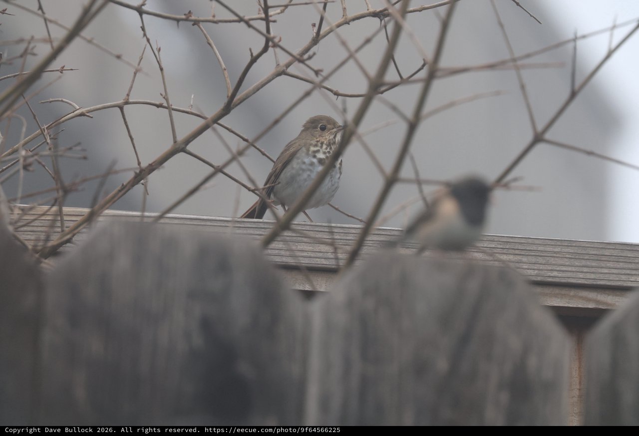 Hermit Thrush Perched Among Bare Winter Branches