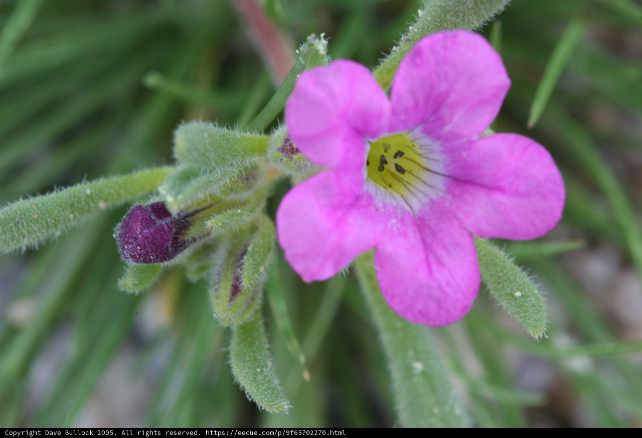 Geranium Bloom