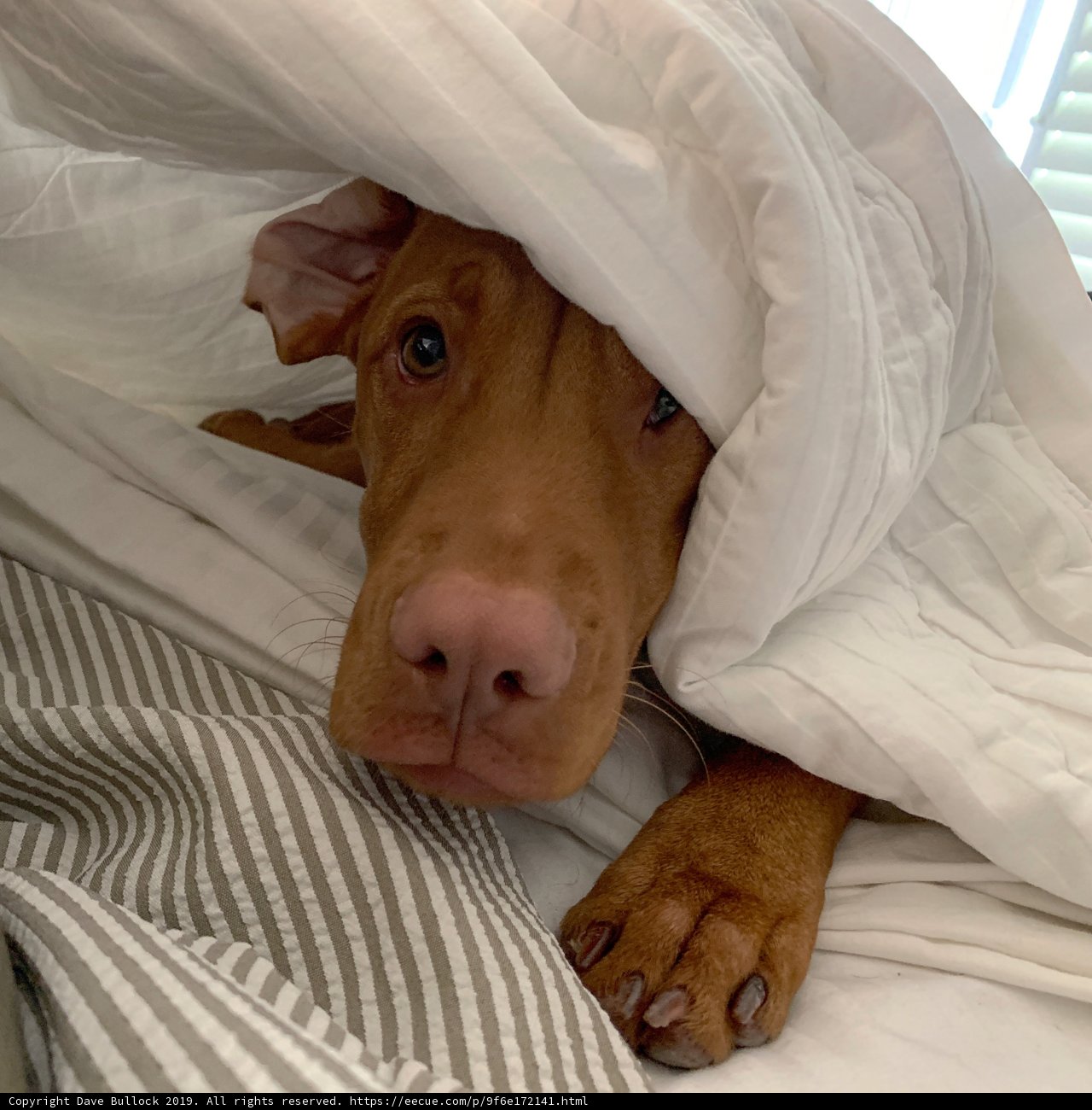 Cozy Canine on the Beach