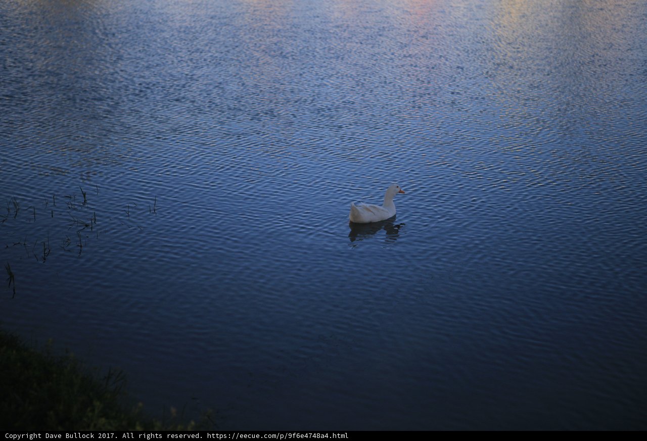 Serene Waterfowl in Nature's Splendor