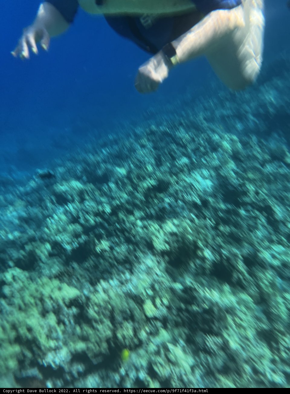Exploring the Coral Wonders of Alalakeiki Channel