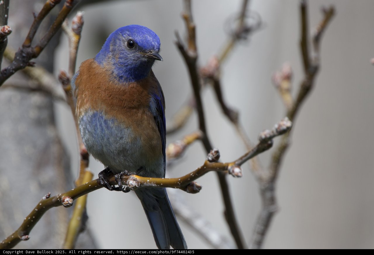Jewel of the Branches