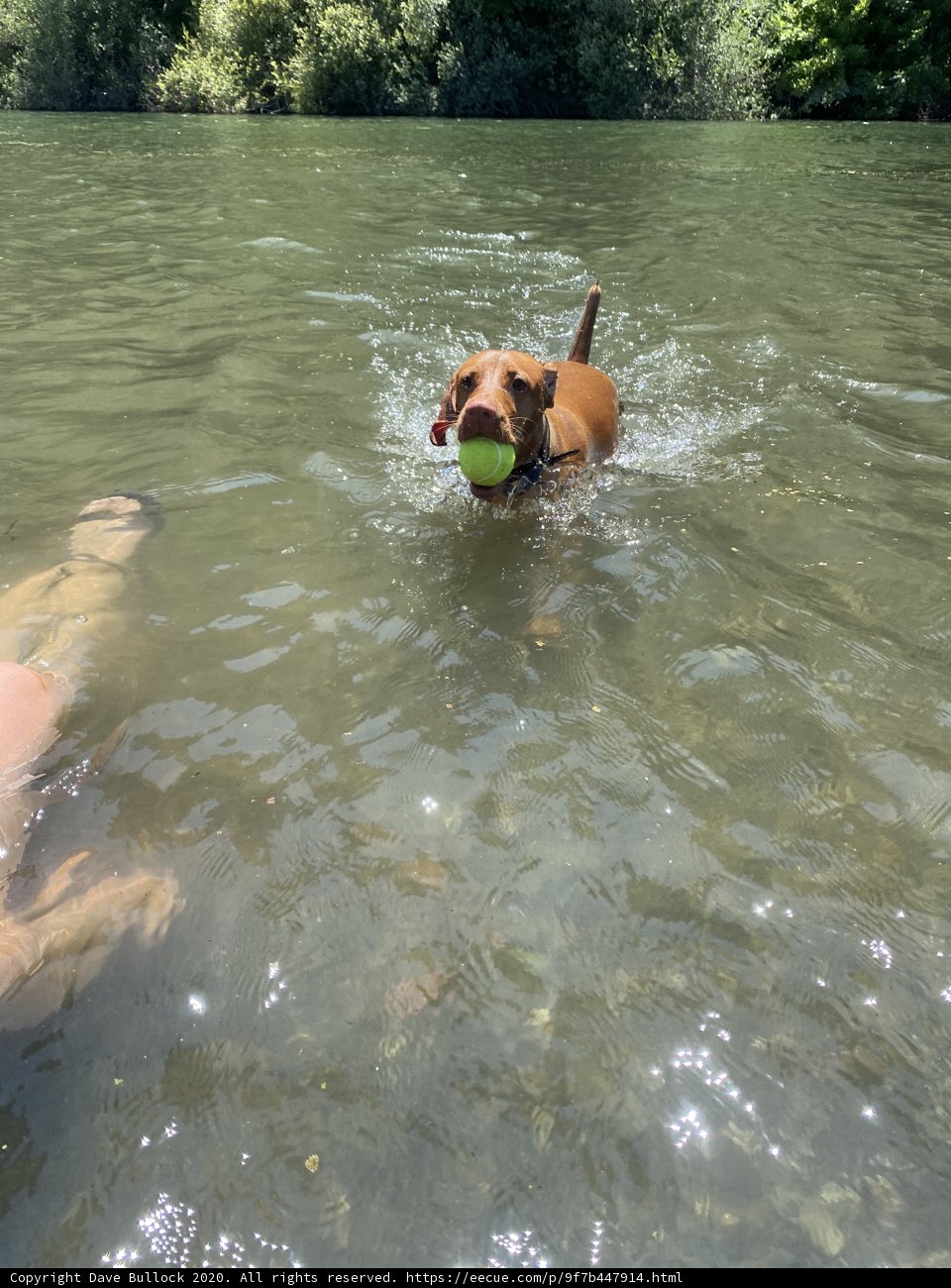 Summer fun with Man's Best Friend