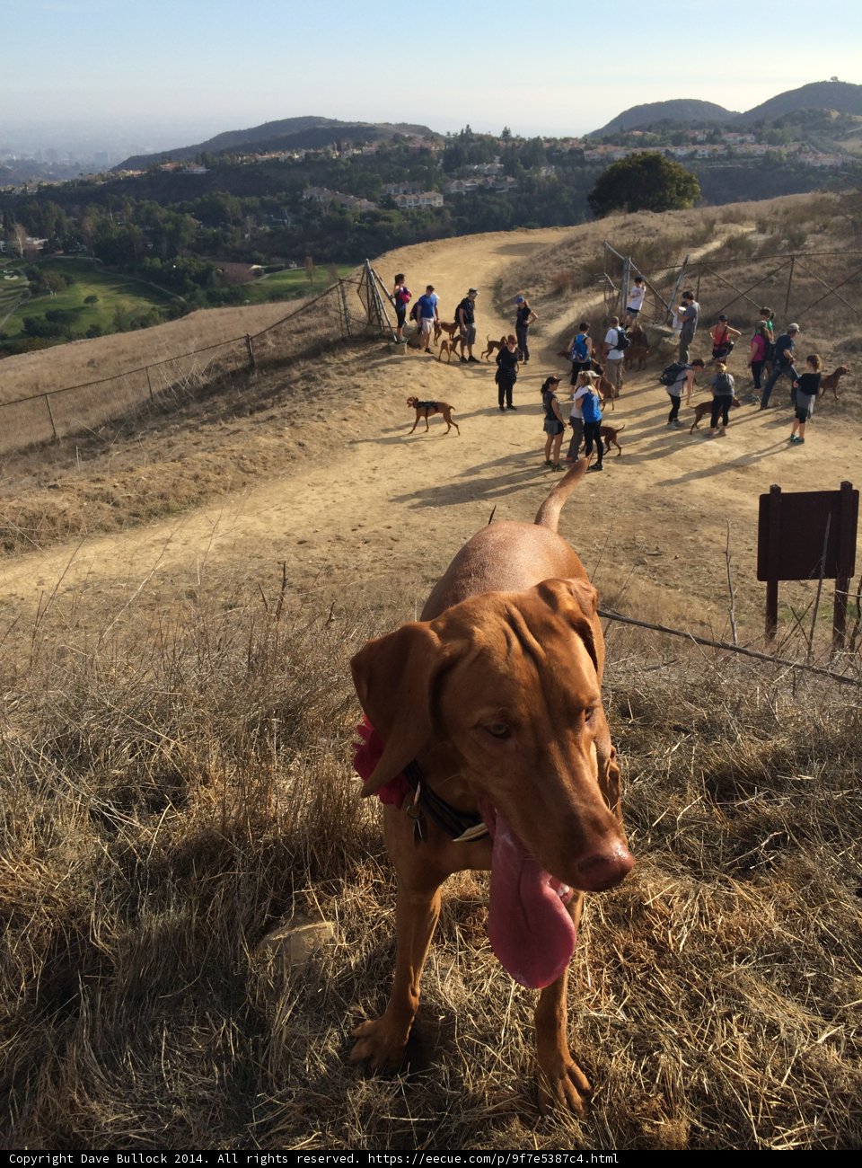 A Vizsla on a Hilltop