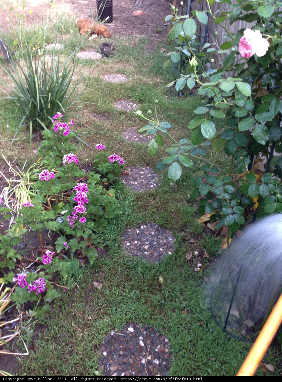 Geranium Garden Hose and Cat