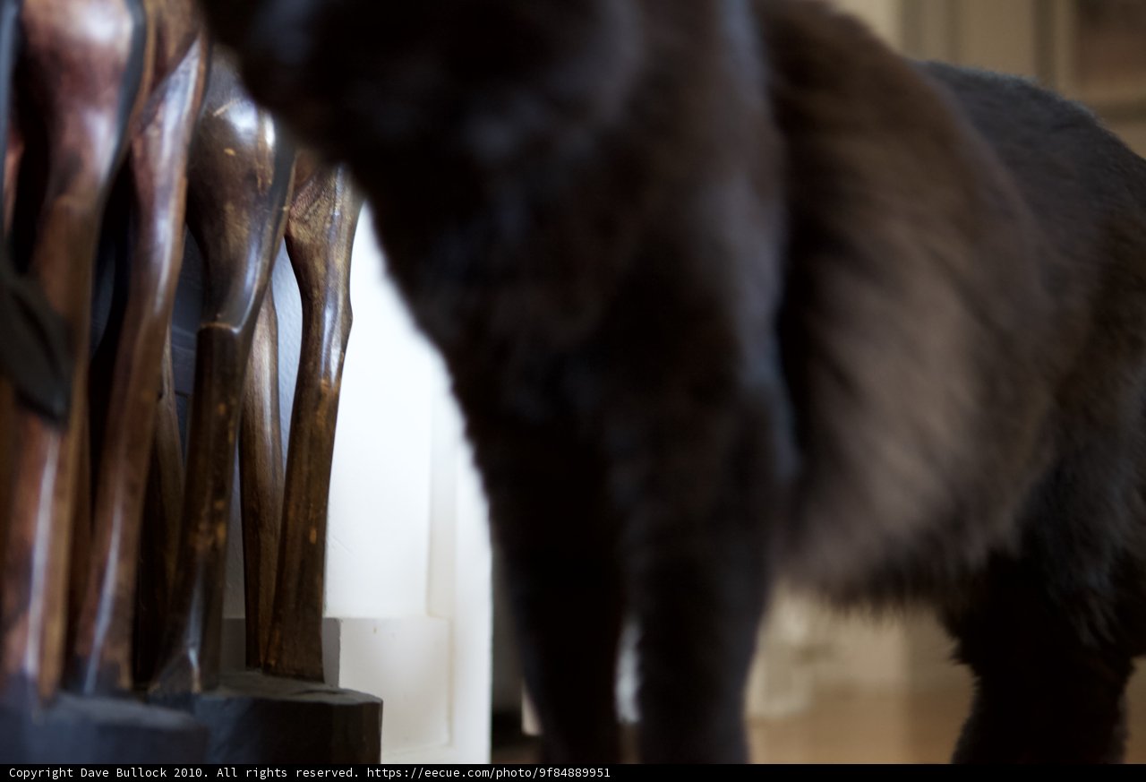 The Feline and The Statuette