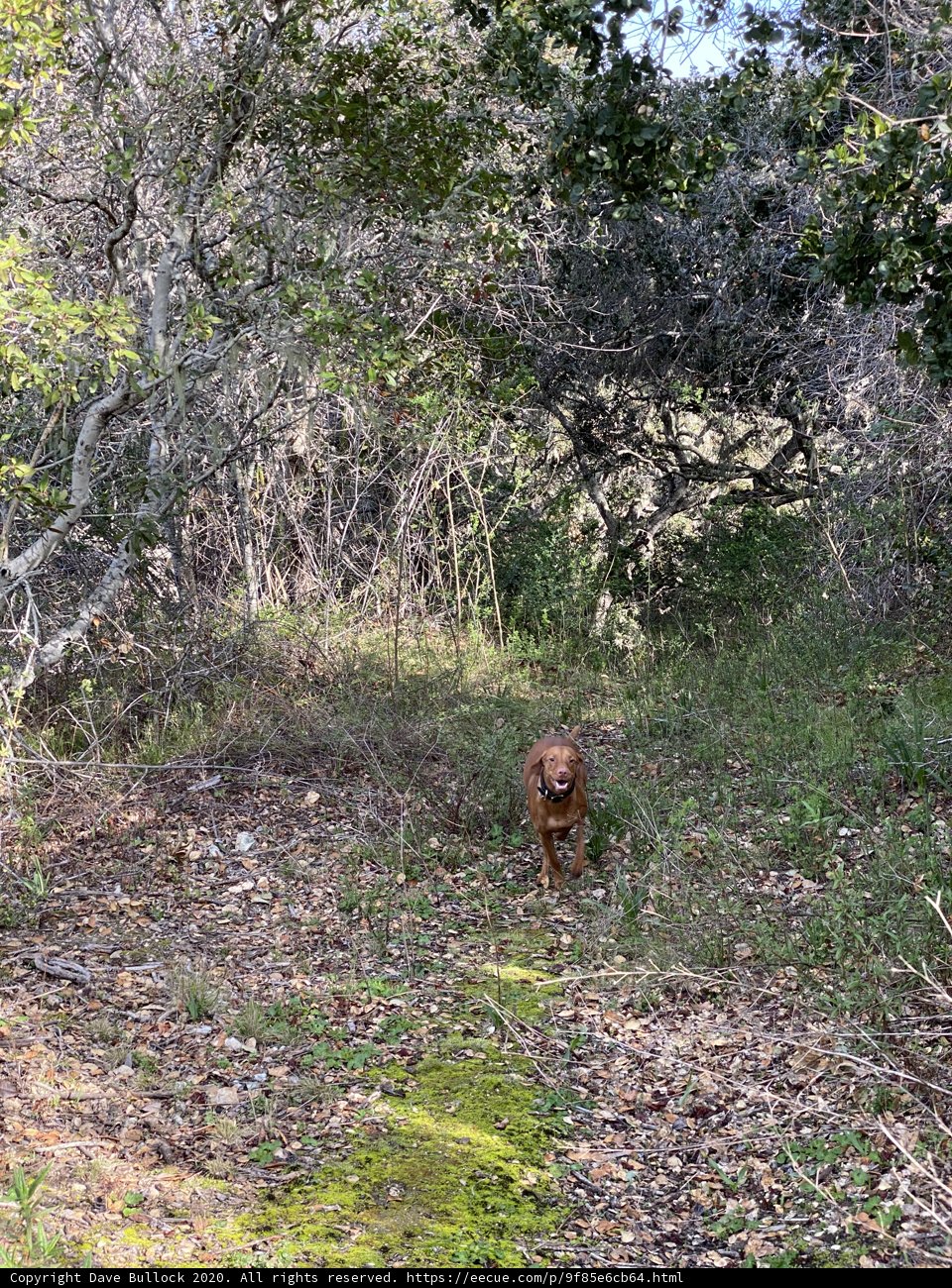 Walking with my furry companion in the lush woodland