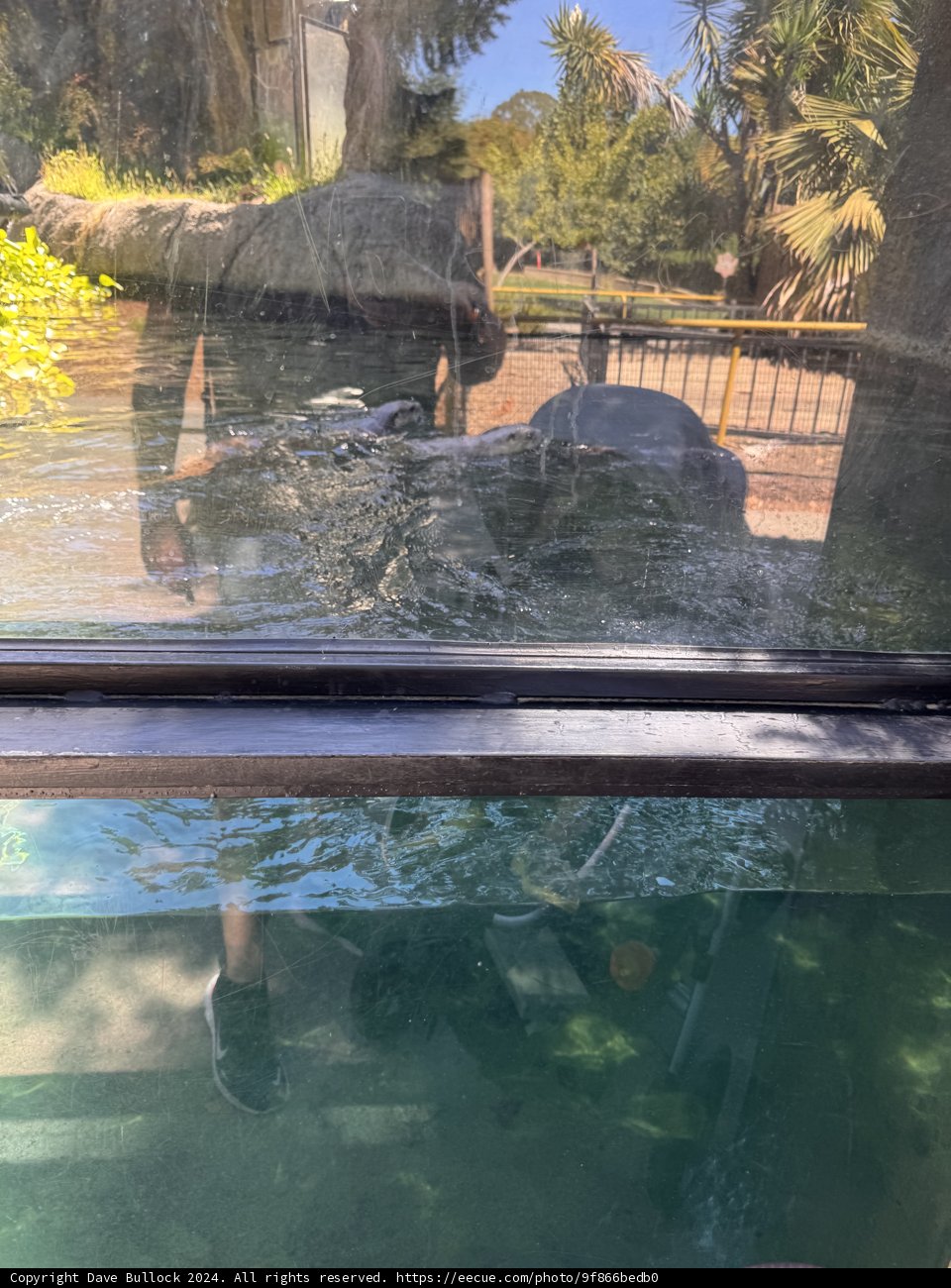 Reflections of the Wild