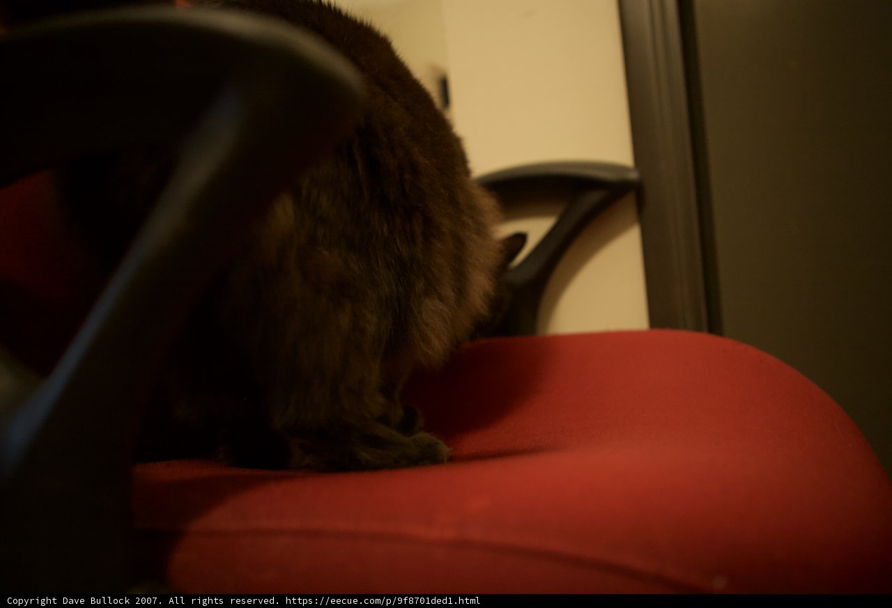 Feline throne