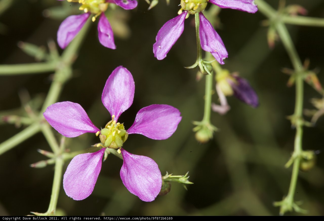 Purple Geranium Flowers