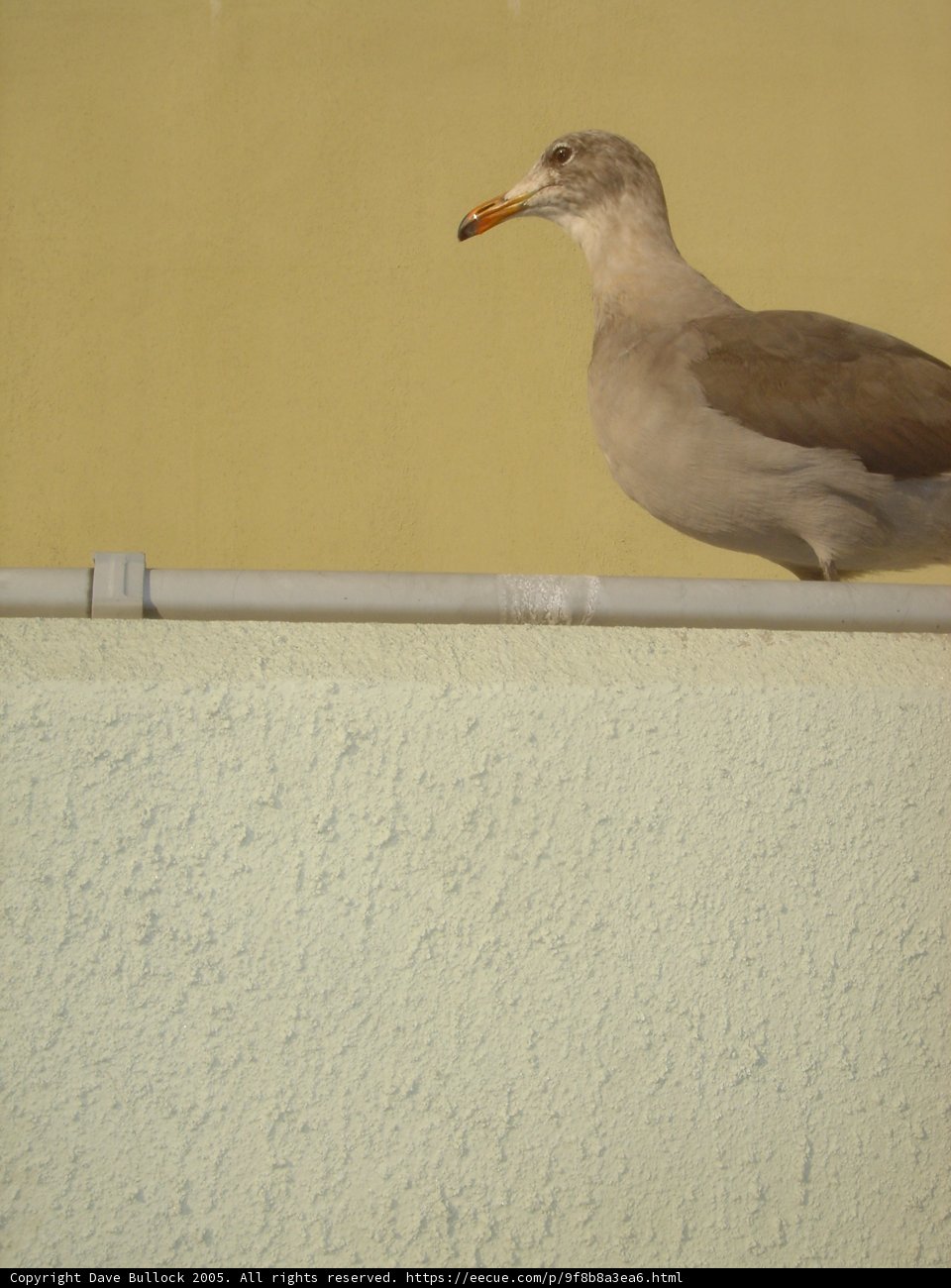 A Seagull Perched on a Ledge