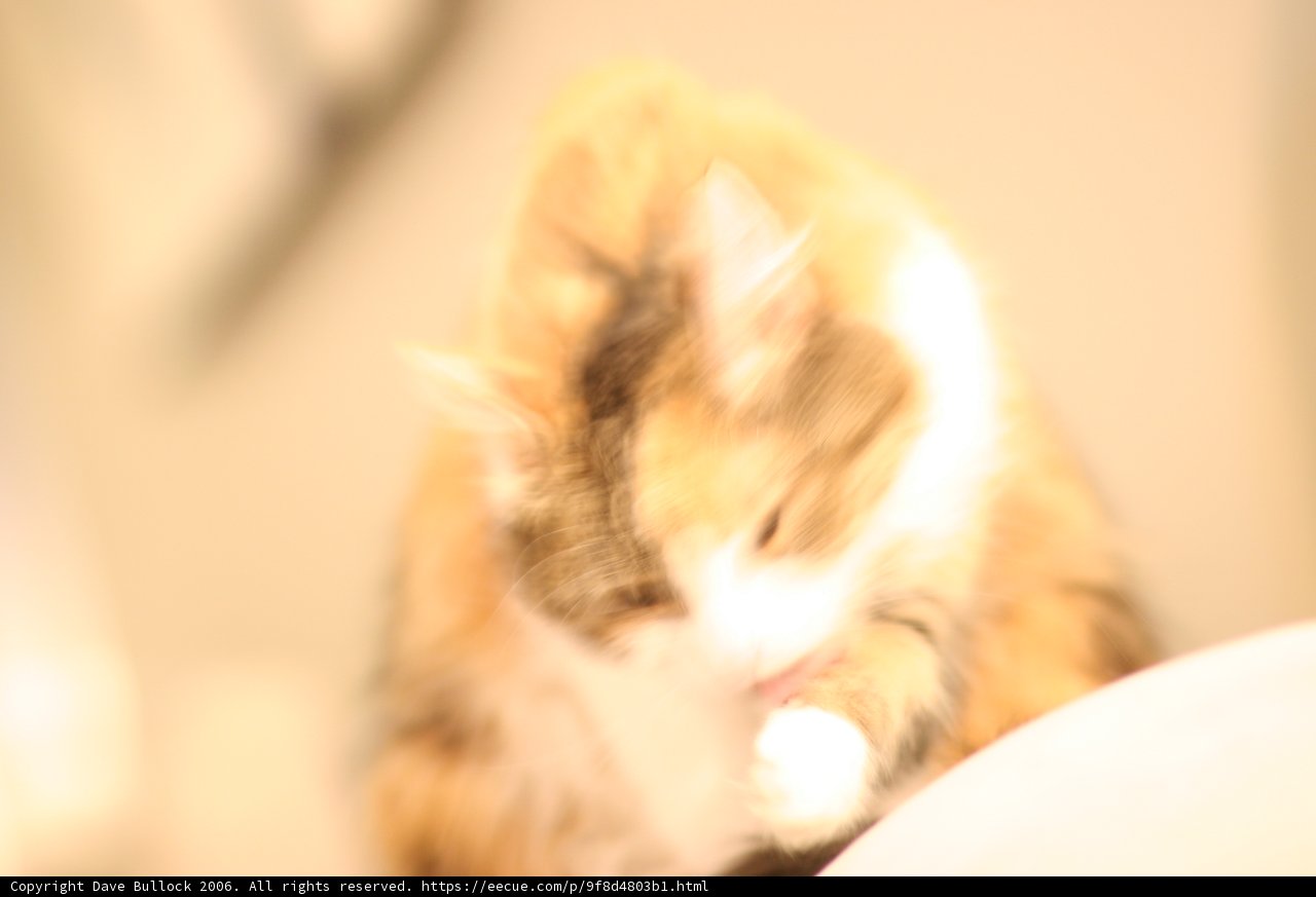 Feline Blurs