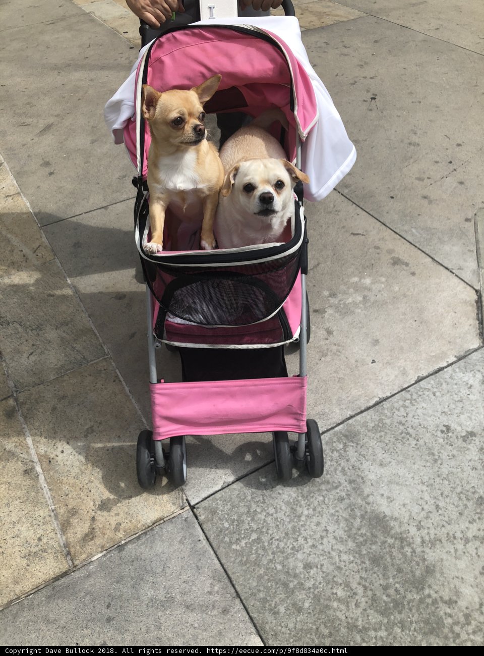 A Walk with our Pups