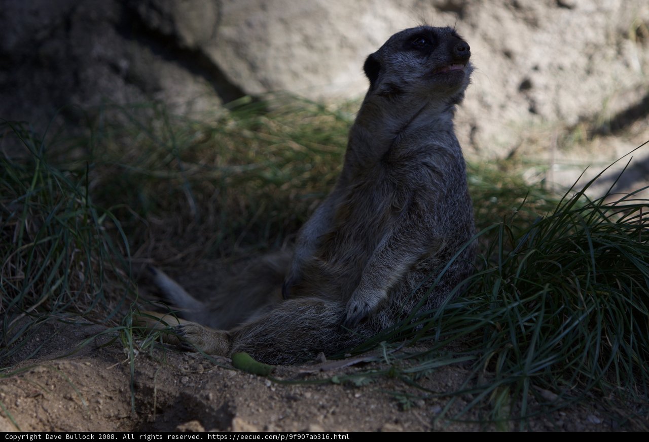 Meerkat on the Prairie