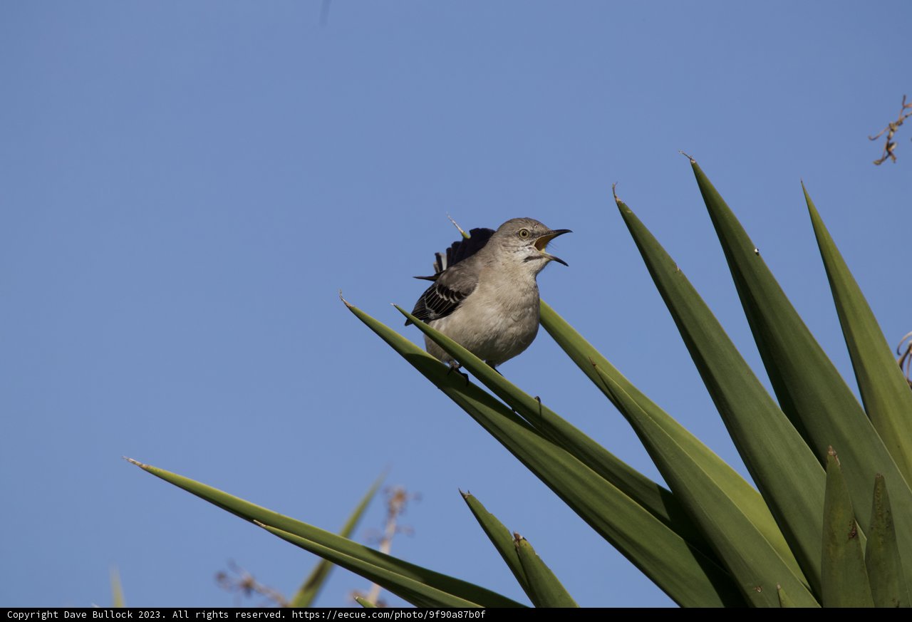 Morning Serenade in El Sereno, 2023