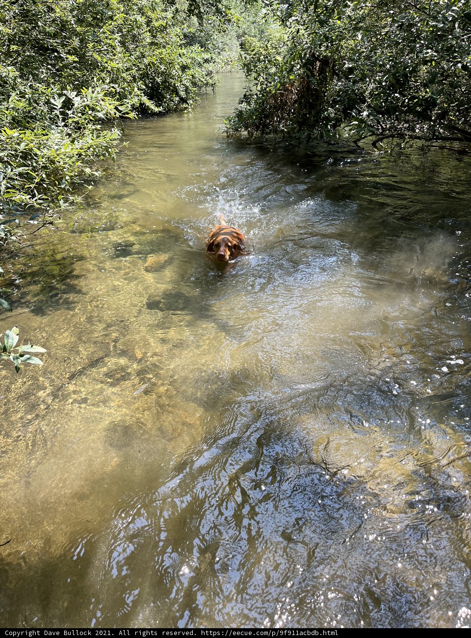 A Canine's Dream Swim