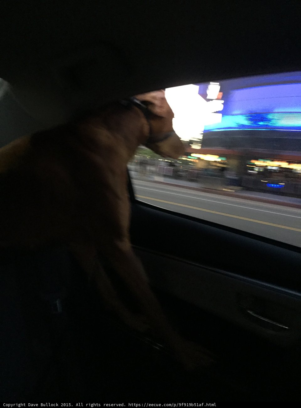 Vizsla Looking Out Window
