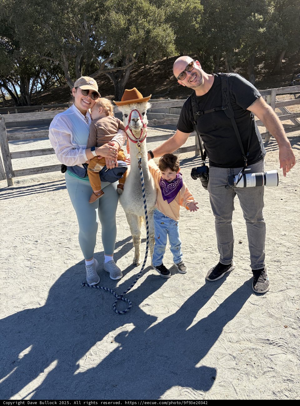 Alpaca Adventures in Carmel Valley