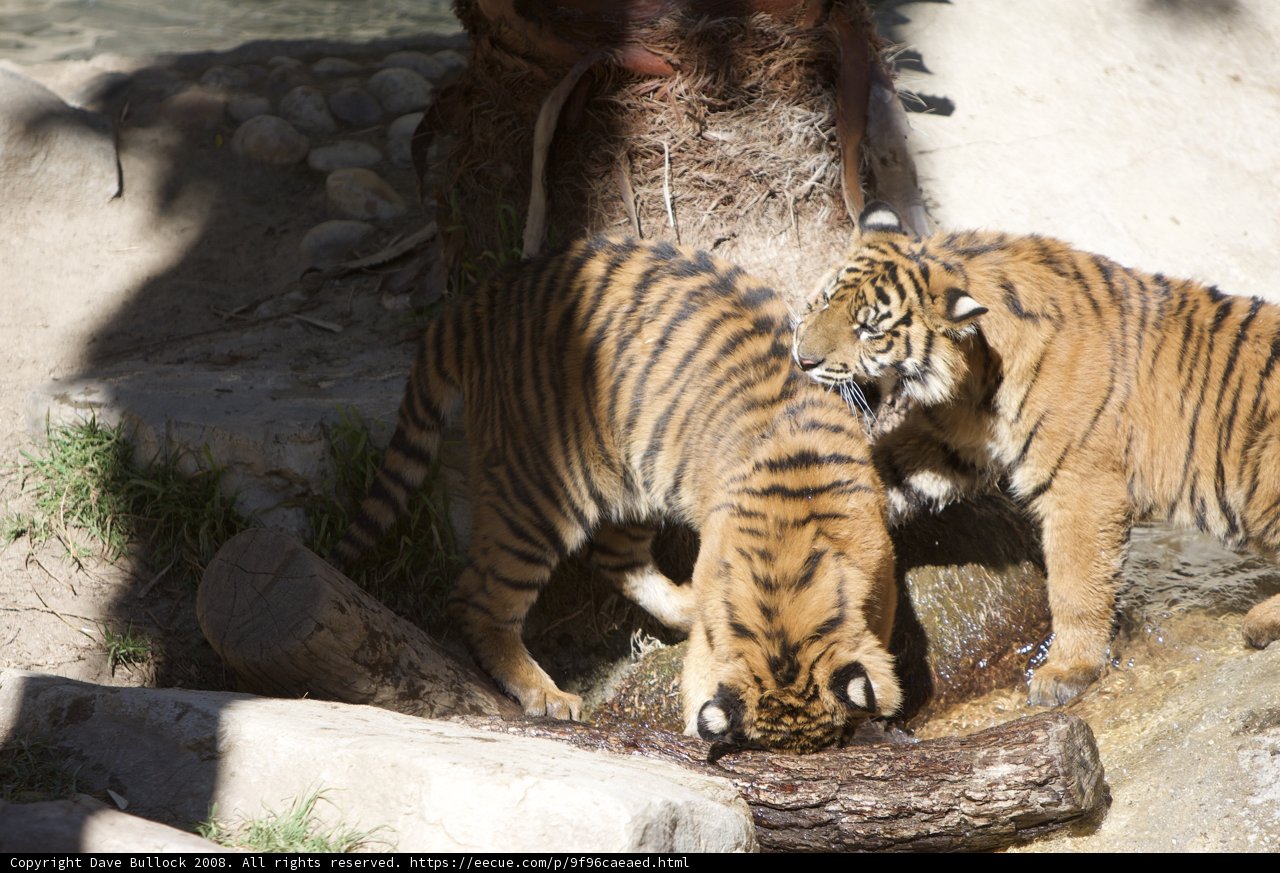 Thirsty Tigers at the Zoo