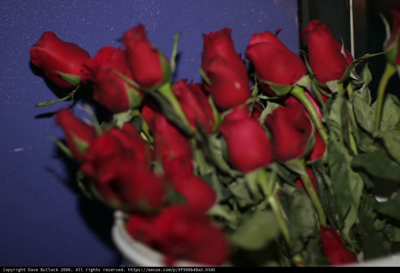 A Beautiful Bouquet of Red Roses