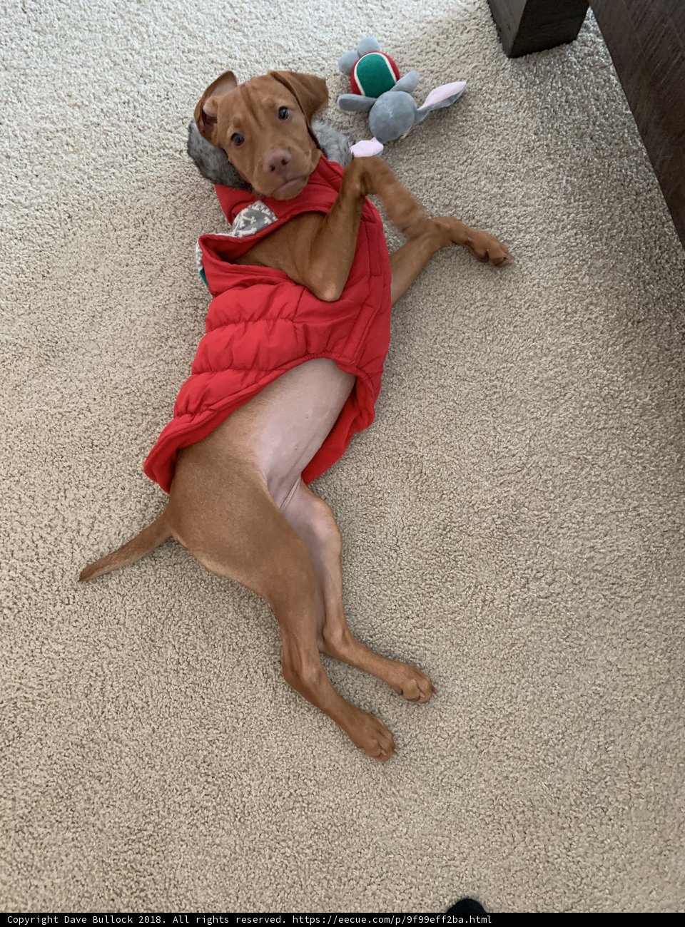 Cozy Canine in Red