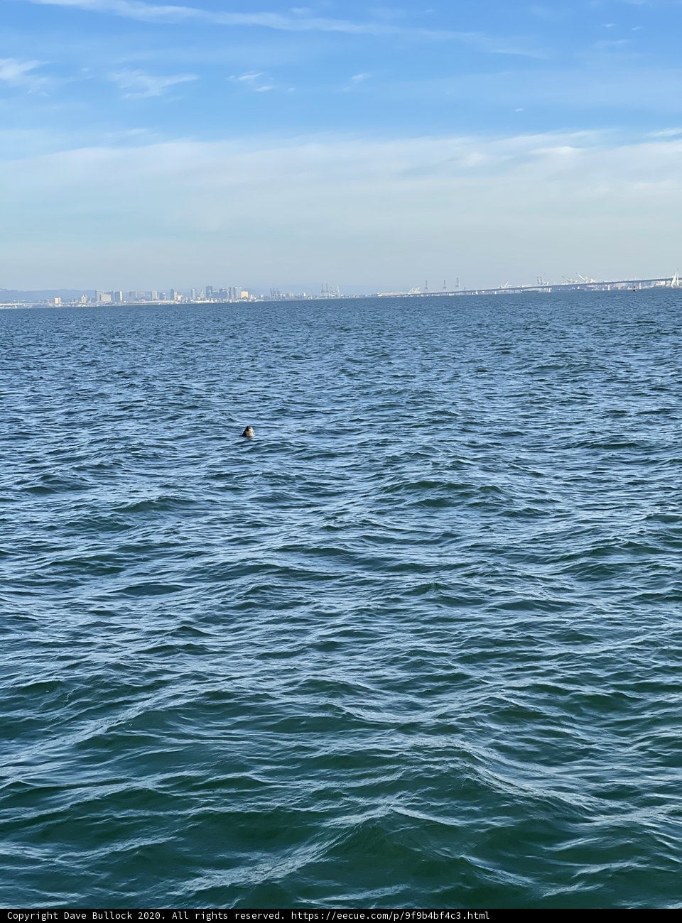Seagull Swimming in San Francisco Bay