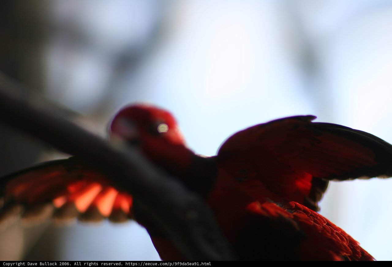 Majestic Macaw