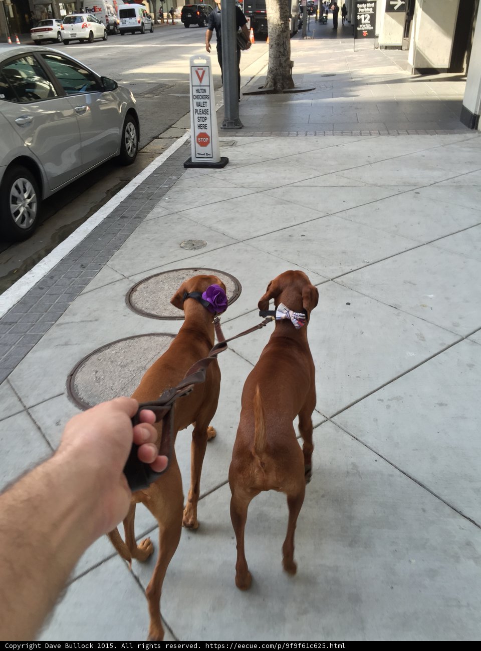 Two Dogs Enjoying a Walk in Los Angeles