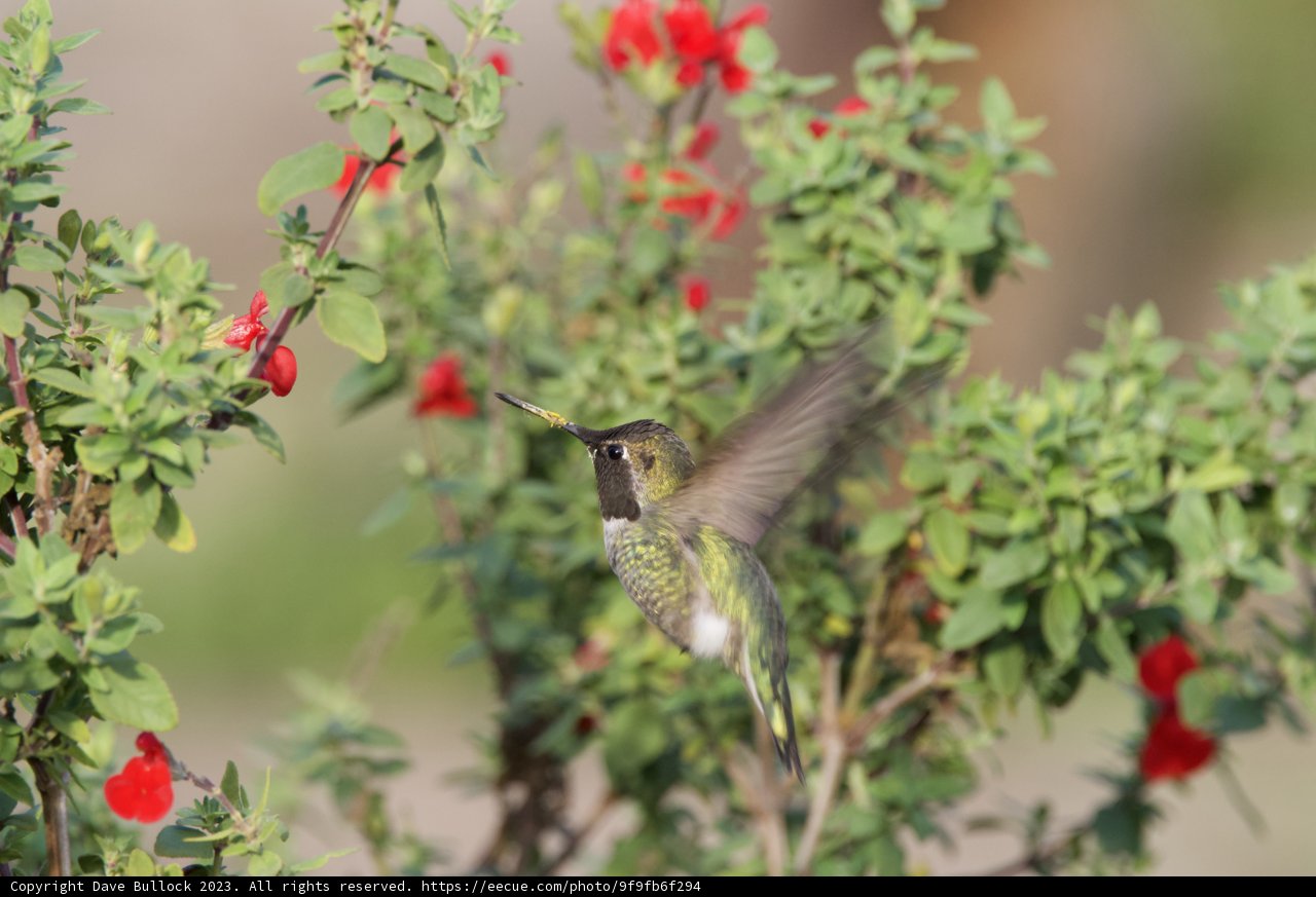 Hummingbird Harmony at Fort Mason