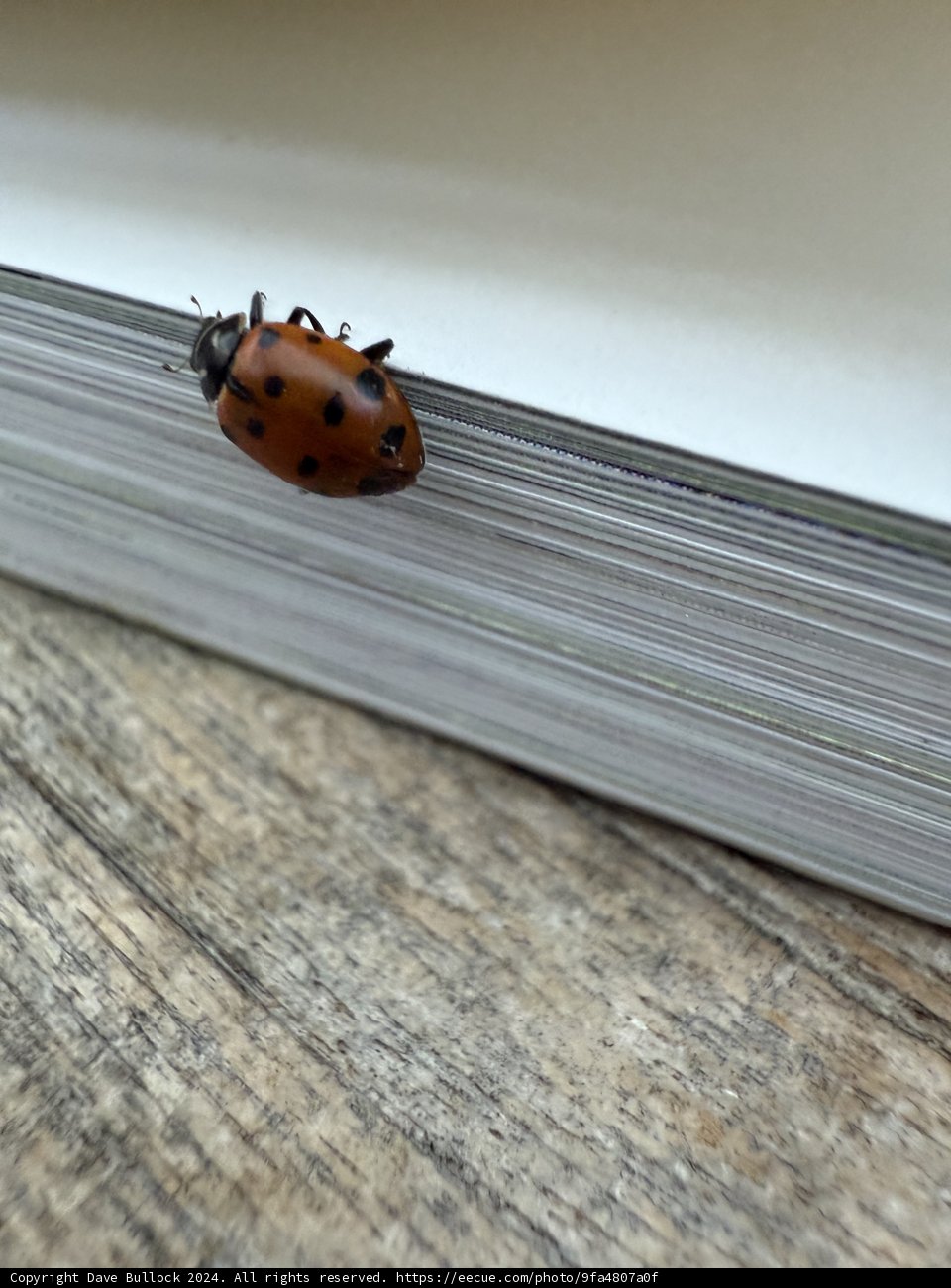 Ladybug Exploration