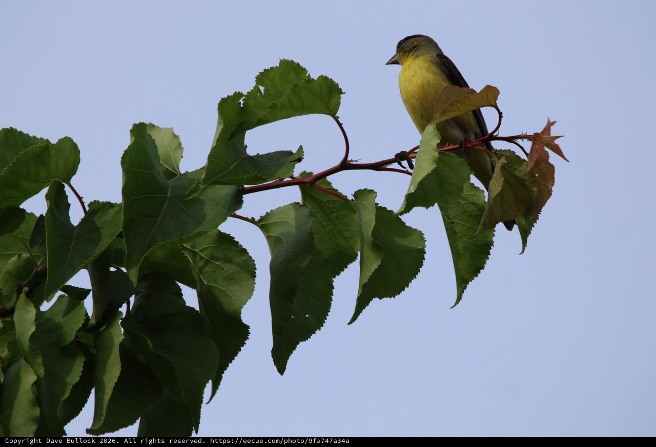 Yellow-Bellied Bird Perched on Mulberry Branch