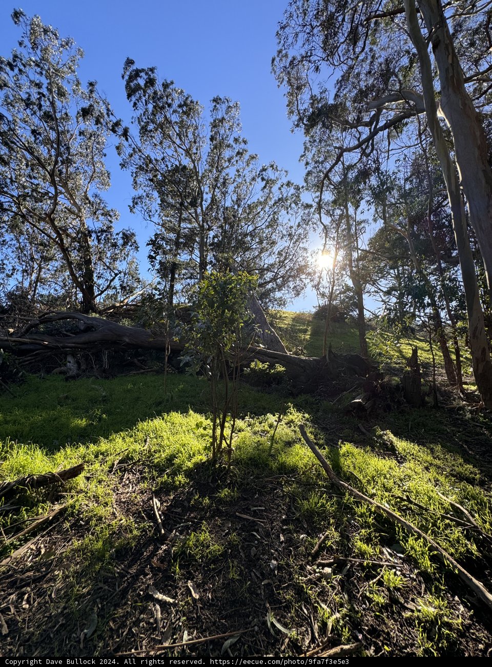 Sun-Dappled Serenity in McLaren Park