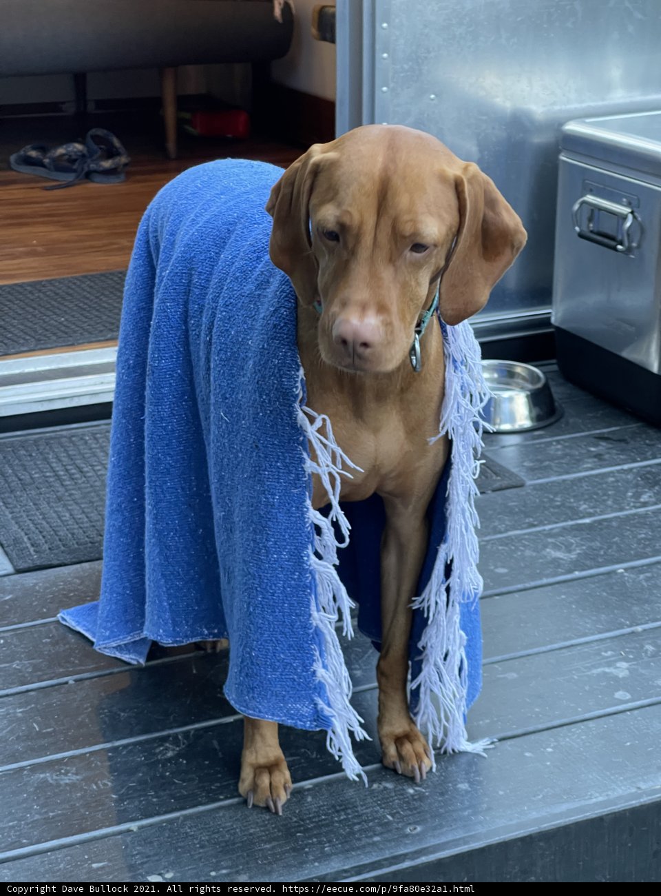 Cozy Vizsla and Weimaraner